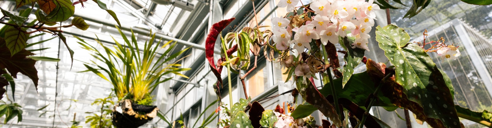 Hanging plants in a greenhouse
