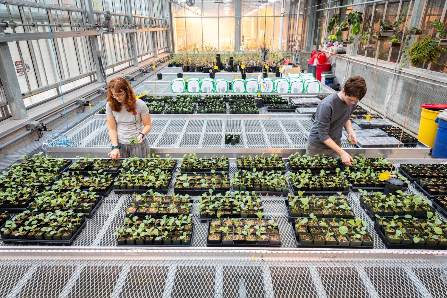 Buckley Butterfly Lab