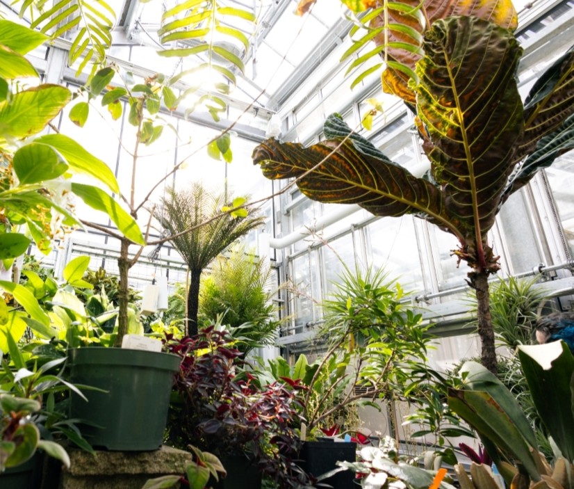 Plants in a large greenhouse