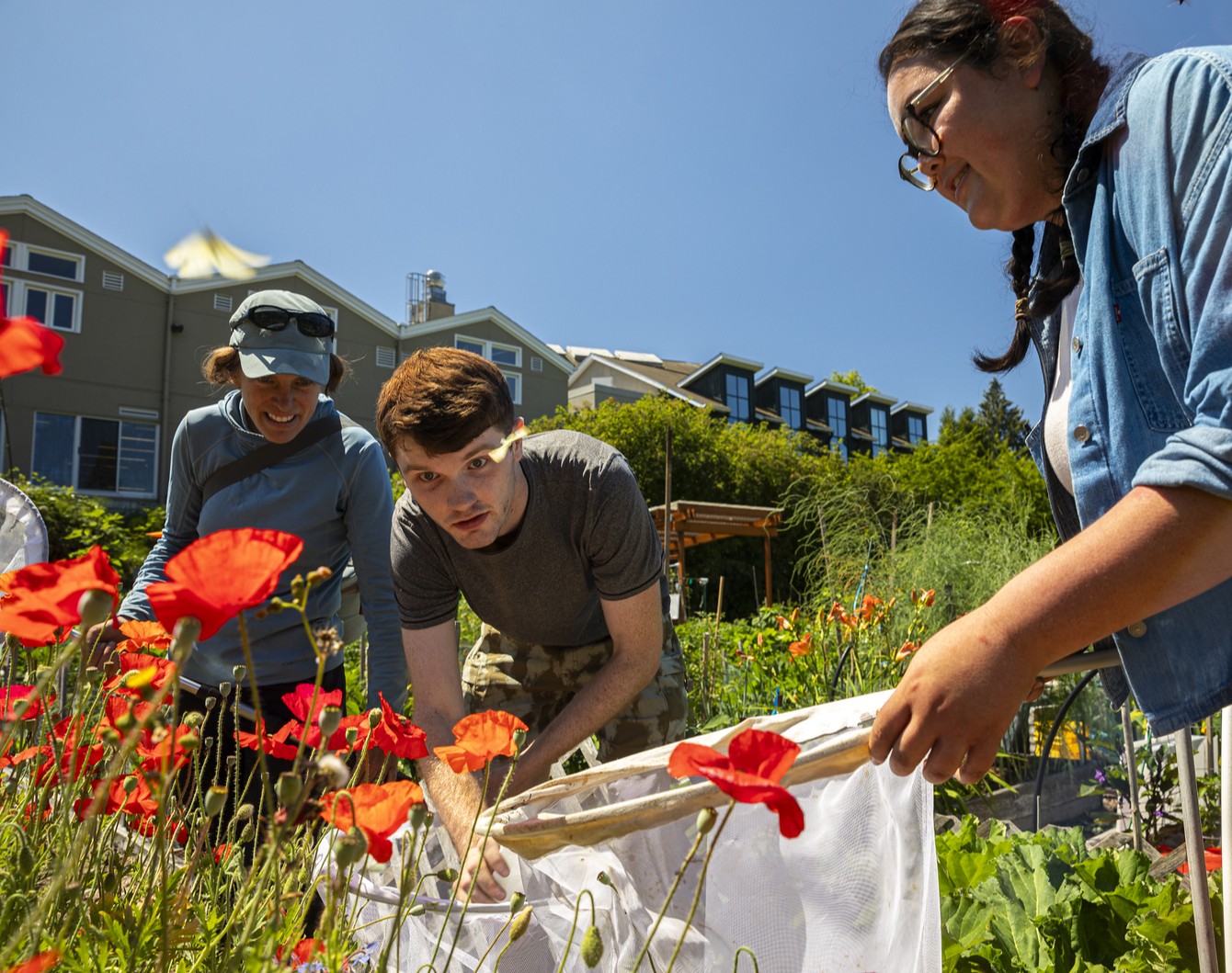People studying butterflies among flowers