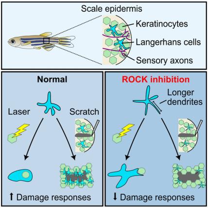 graphical depiction of the role of actin and ROCK in the skin