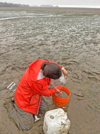 Emma Guerrini Romano is pictured applying baking soda to a test plot in Willapa Bay.