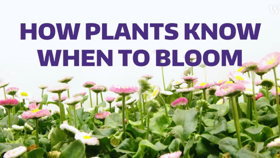 "How Plants Know When To Bloom" text over picture of pink flowers