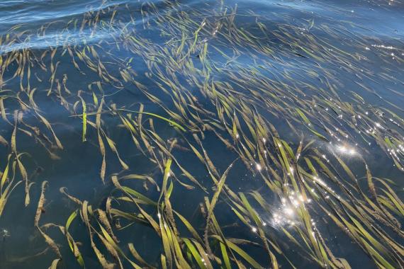 Seagrass on the northeast side of Willapa Bay