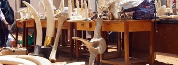 Bones and ivory in a research lab
