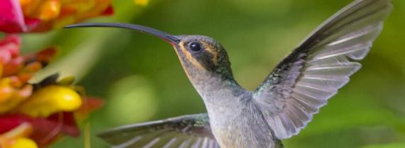 hummingbird in flight