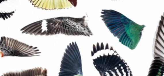 Wing specimens at Cornell University’s Lab of Ornithology