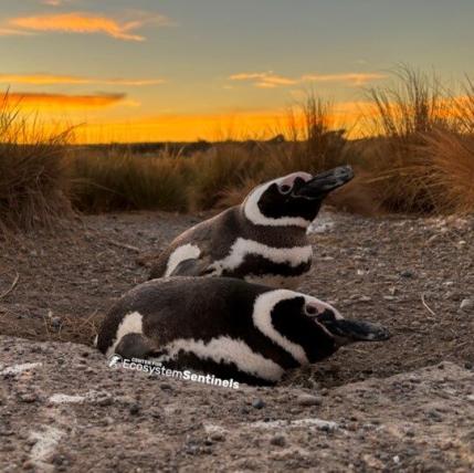Two adult Magellanic penguins lay by a burrow in Punta Tombo, Argentina. The sun is setting in the background.