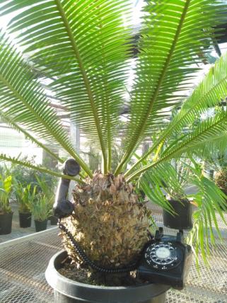 Phone placed around a shrub