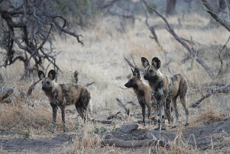 African wild dogs