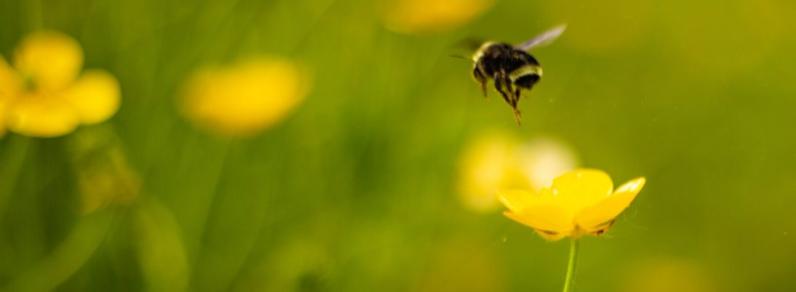 bee flying near a yellow flower