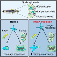 graphical depiction of the role of actin and ROCK in the skin