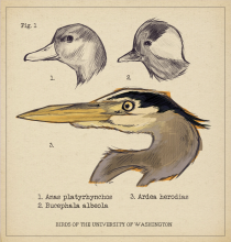 Illustrations of bird heads labeled Anas platyrhynchos, Bucephala albeola, and Ardea herodias.