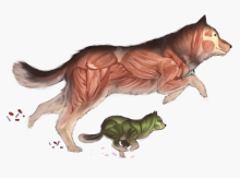 Two canines with detailed anatomical muscle structures; one in reddish-brown and one in green.