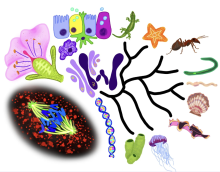 Illustration of diverse biological and scientific elements, including animals, cells, and DNA on a white background.