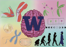 Collage of scientific diagrams including a brain, muscle, plant, chromosome, and evolution icons with a central blue "W."