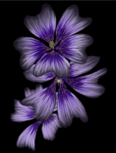Artistic rendering of three overlapping purple flowers with bright yellow centers on a black background.