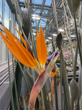 Bird of Paradise flower in the UW Biology Greenhouse