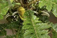 A Hawaii ‘amakihi, a species of Hawaiian honeycreeper, demonstrates “nectar robbing,” where the bird accesses nectar while bypassing the flower’s pollen-bearing structures.