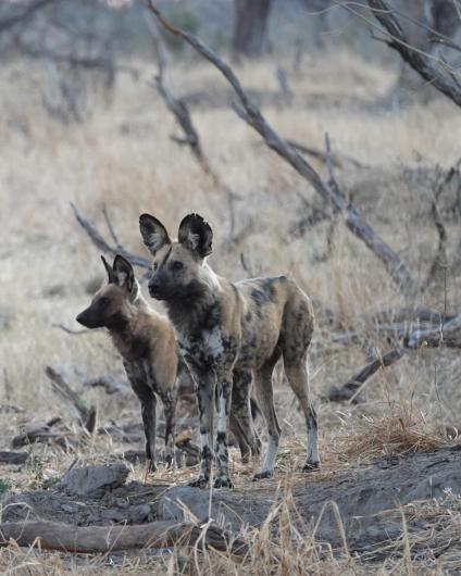 African wild dogs