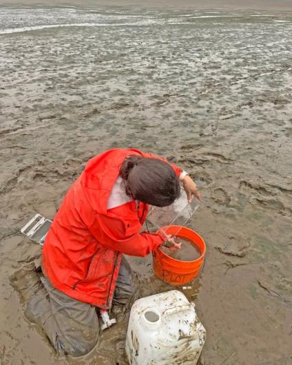 Emma Guerrini Romano is pictured applying baking soda to a test plot in Willapa Bay.