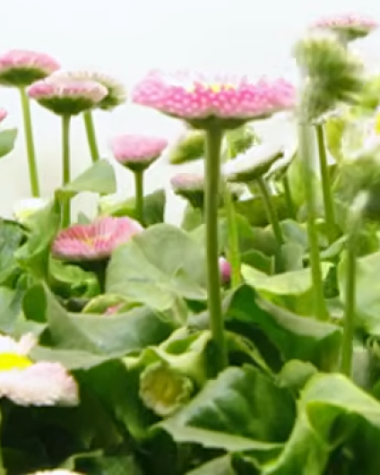 "How Plants Know When To Bloom" text over picture of pink flowers