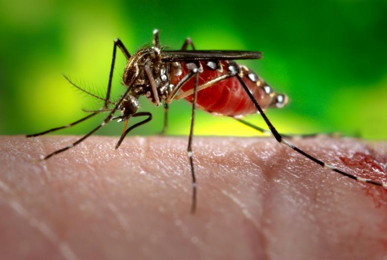 Mosquito on human skin