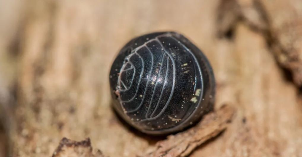 A black pill bug curled into a nearly perfect sphere on a piece of wood.