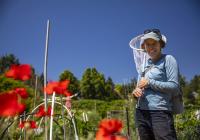 Lauren Buckley at the Picardo Farm P-Patch Community Garden in Seattle