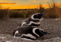 Two adult Magellanic penguins lay by a burrow in Punta Tombo, Argentina. The sun is setting in the background.