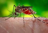 Mosquito on human skin