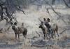 African wild dogs