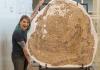Museum staff standing next to large clam fossil