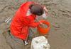 Emma Guerrini Romano is pictured applying baking soda to a test plot in Willapa Bay.