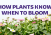 "How Plants Know When To Bloom" text over picture of pink flowers