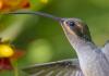 hummingbird in flight