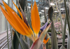 Bird of Paradise flower in the UW Biology Greenhouse