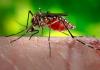 Mosquito on human skin