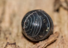 A black pill bug curled into a nearly perfect sphere on a piece of wood.