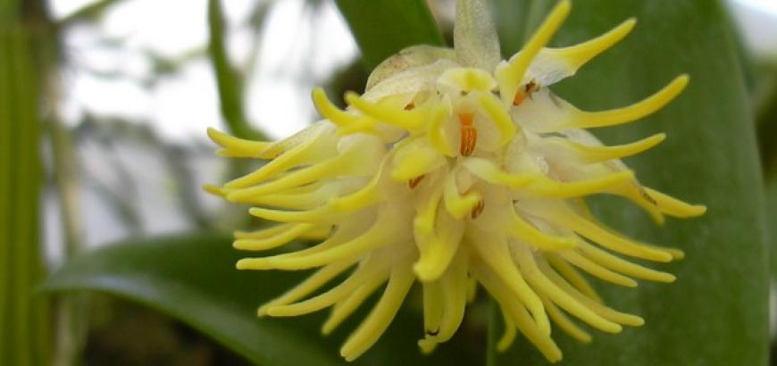 Bulbophyllum trichosepallum