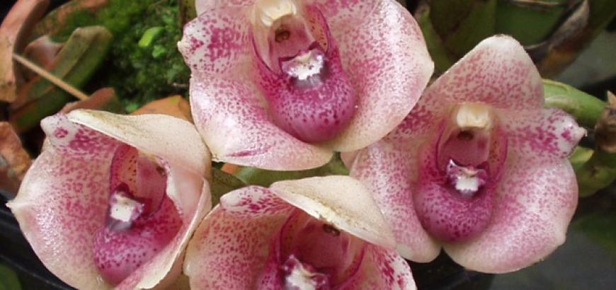 Peristeria pendula. Photo taken by Emile Pitre