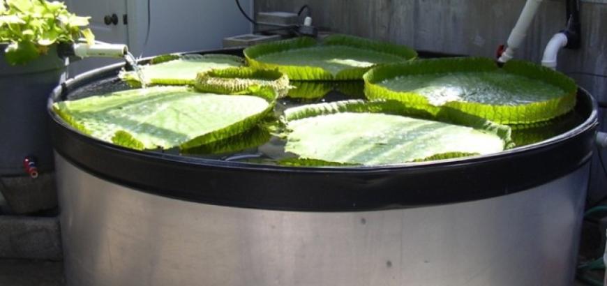 Tank in Greenhouse, circa 2008