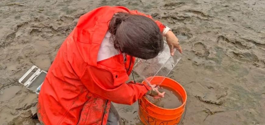 Emma Guerrini Romano is pictured applying baking soda to a test plot in Willapa Bay.