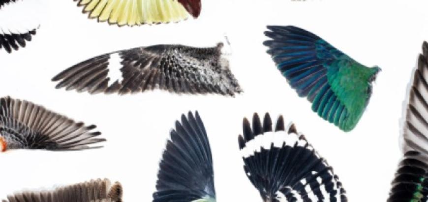 Wing specimens at Cornell University’s Lab of Ornithology