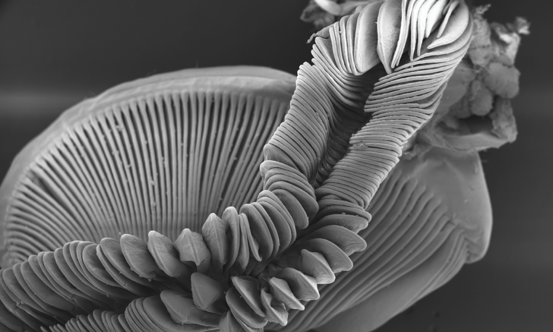microscope image of burrowing shrimp