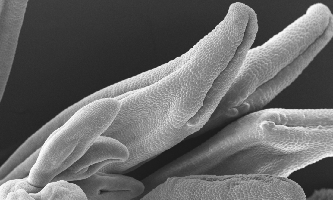 microscope image of a flower
