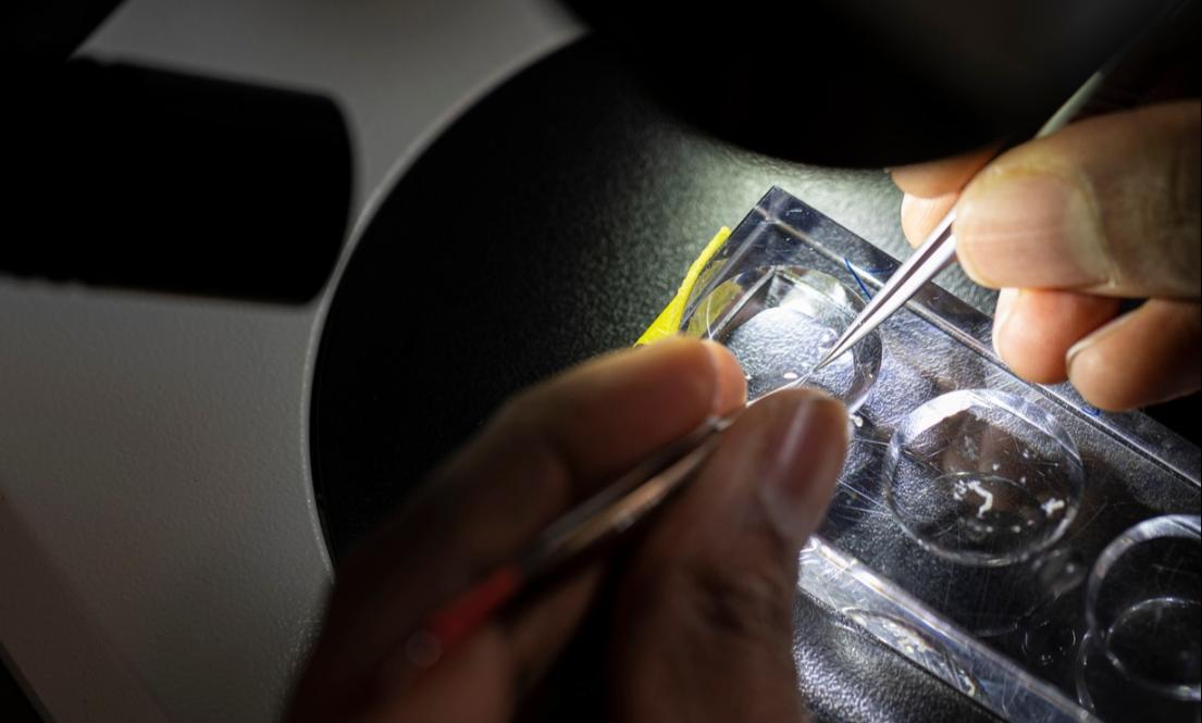 person doing research using a microscope