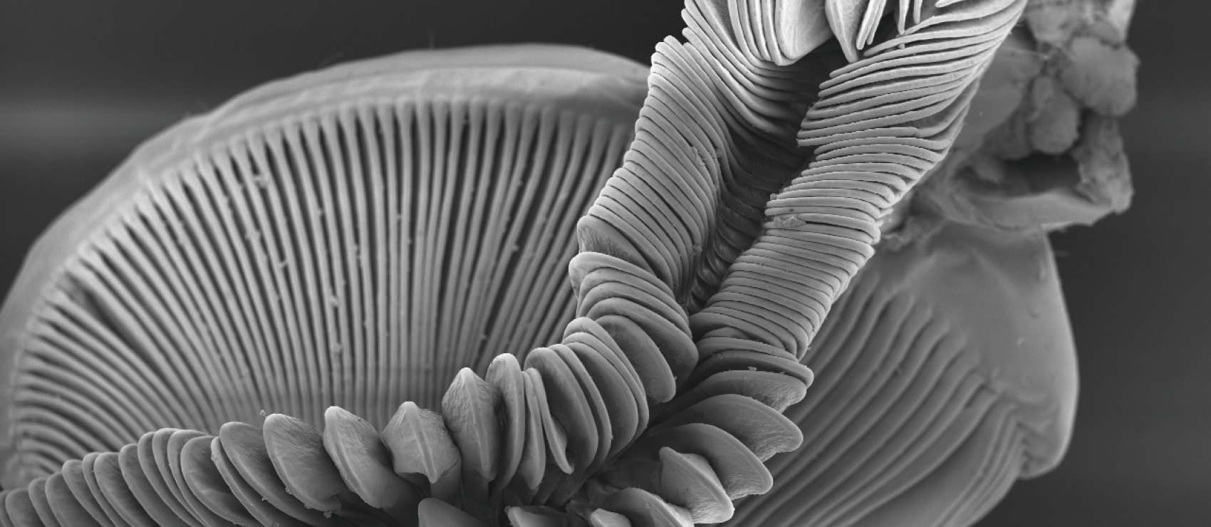 microscope image of burrowing shrimp