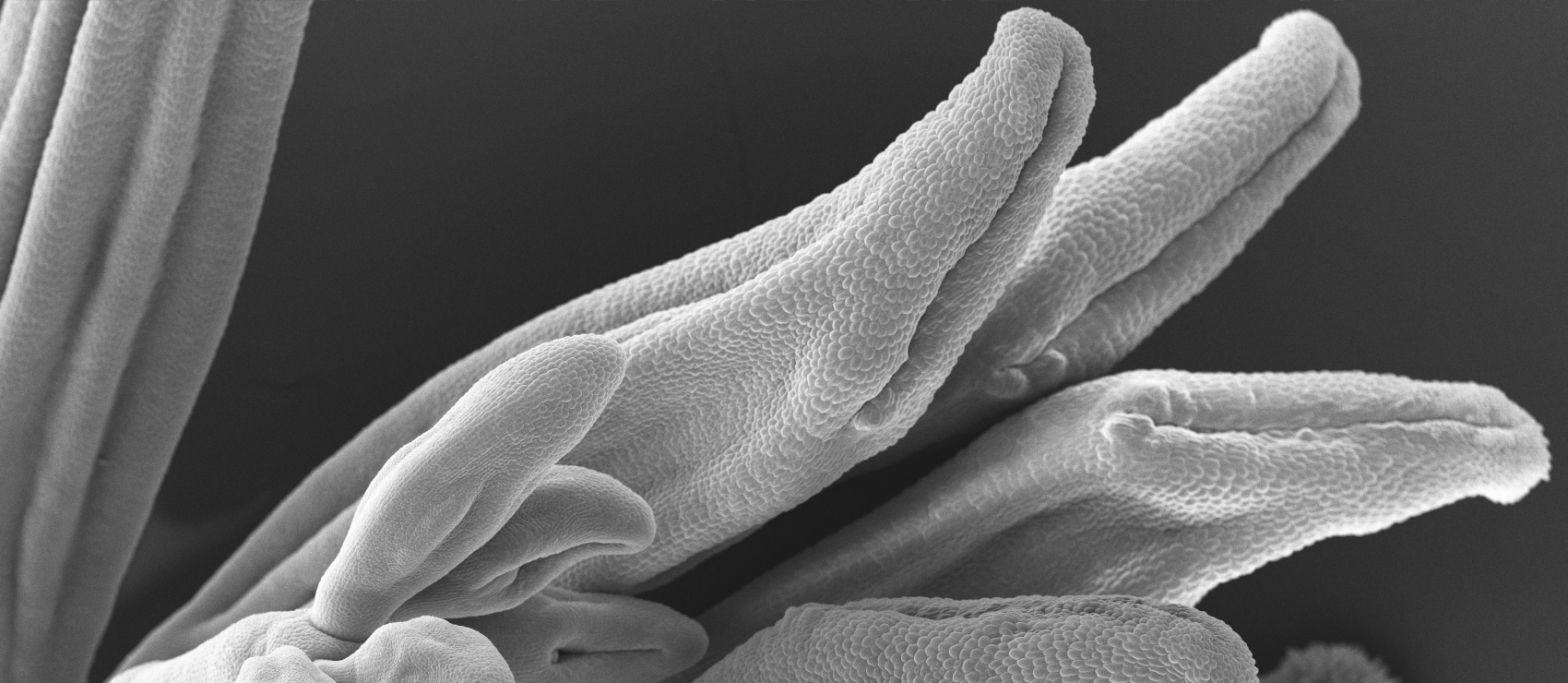 microscope image of a flower