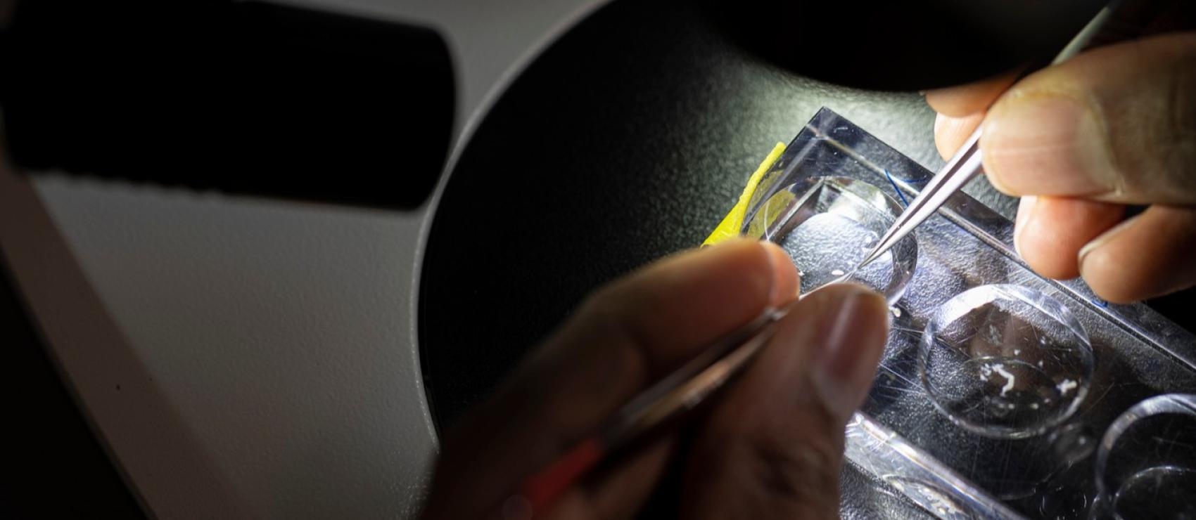 person doing research using a microscope